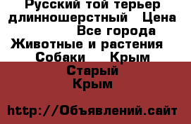 Русский той-терьер длинношерстный › Цена ­ 7 000 - Все города Животные и растения » Собаки   . Крым,Старый Крым